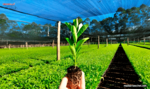 malla sombra para vivero