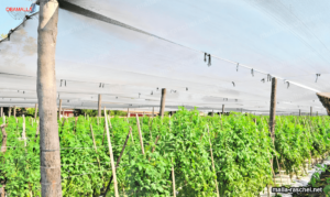 malla sombra para agricultura